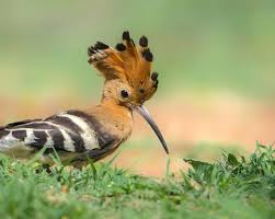 Image result for hoepoe