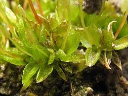 Attēlu rezultāti vaicājumam “Physcomitrium pyriforme sporophyte”