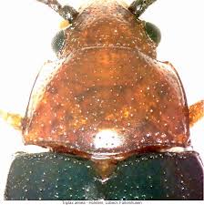 Attēlu rezultāti vaicājumam “Triplax aenea”