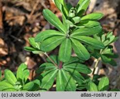 Attēlu rezultāti vaicājumam “Galium schultesii”
