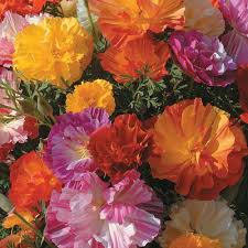 Attēlu rezultāti vaicājumam “Eschscholzia californica fruit”