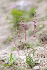 Attēlu rezultāti vaicājumam “Epipactis atrorubens leaf”