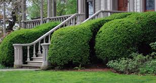 Attēlu rezultāti vaicājumam “Buxus sempervirens”