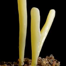 Attēlu rezultāti vaicājumam “Clavaria sphagnicola”