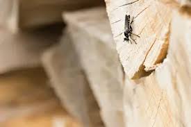 Attēlu rezultāti vaicājumam “Noctua fimbriata imago”