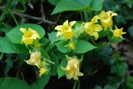 Attēlu rezultāti vaicājumam “Thladiantha dubia”