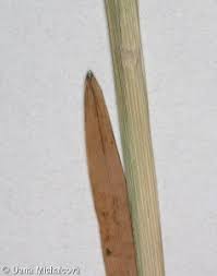 Attēlu rezultāti vaicājumam “Poa remota”