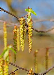 Attēlu rezultāti vaicājumam “Carpinus betulus male flower”