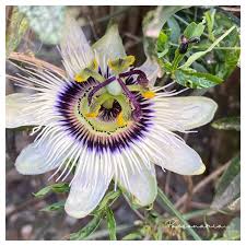 Attēlu rezultāti vaicājumam “Bilimbia tetramera”