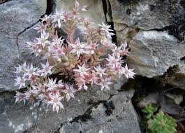 Attēlu rezultāti vaicājumam “Sedum hispanicum flower”