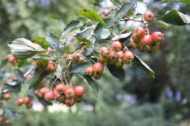 Attēlu rezultāti vaicājumam “Crataegus”