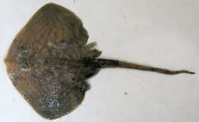 Image result for Raja radula