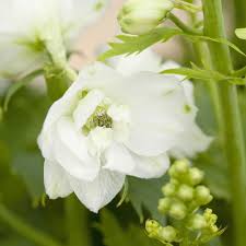 Image result for Rittersporn