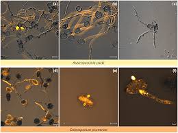 Attēlu rezultāti vaicājumam “Coleosporium sp.”