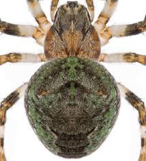 Attēlu rezultāti vaicājumam “Gibbaranea gibbosa”