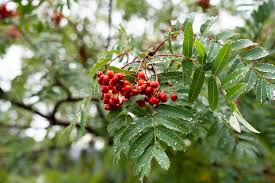 Attēlu rezultāti vaicājumam “Sorbus aucuparia fruit”
