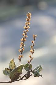 Attēlu rezultāti vaicājumam “Veronica chamaedrys bud”