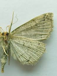 Attēlu rezultāti vaicājumam “Herminia tarsicrinalis”