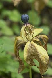Attēlu rezultāti vaicājumam “Paris quadrifolia bud”