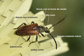 Attēlu rezultāti vaicājumam “Pseudovadonia livida”