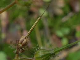 Attēlu rezultāti vaicājumam “Geranium robertianum fruit”