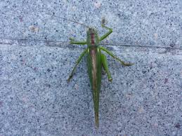 Attēlu rezultāti vaicājumam “Tettigonia viridissima”