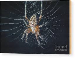Attēlu rezultāti vaicājumam “Araneus diadematus”
