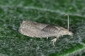 Attēlu rezultāti vaicājumam “Dichrorampha simpliciana”