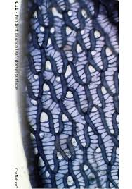 Attēlu rezultāti vaicājumam “Sphagnum angustifolium sporophyte”