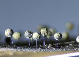 Attēlu rezultāti vaicājumam “Symphytocarpus flaccidus spores”