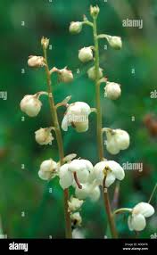 Attēlu rezultāti vaicājumam “Pyrola media”