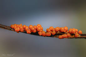 Attēlu rezultāti vaicājumam “Badhamia utricularis spores”