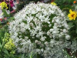 Résultat de recherche d'images pour "Allium fistulosum"