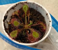 Attēlu rezultāti vaicājumam “Drosera x obovata”