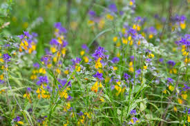 Attēlu rezultāti vaicājumam “Melampyrum nemorosum flower”