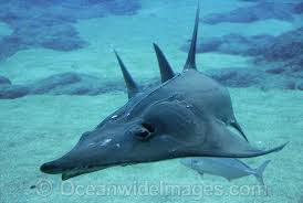 Image result for Rhynchobatus djiddensis