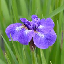 Attēlu rezultāti vaicājumam “Iris sibirica flower”