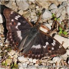 Attēlu rezultāti vaicājumam “Apatura ilia male”