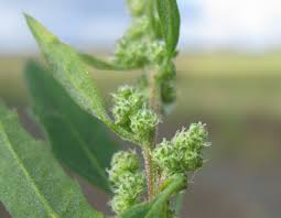 Attēlu rezultāti vaicājumam “Chenopodium album flower”