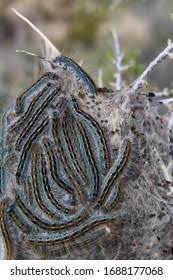 Attēlu rezultāti vaicājumam “Malacosoma castrensis larva”