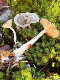 Attēlu rezultāti vaicājumam “Cantharellula umbonata”