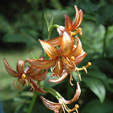 Attēlu rezultāti vaicājumam “Lilium martagon leaf”