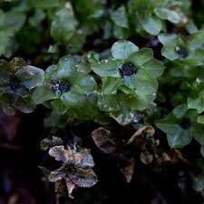 Attēlu rezultāti vaicājumam “Plagiomnium”