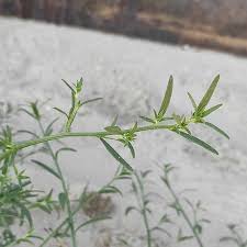 Attēlu rezultāti vaicājumam “Corispermum hyssopifolium”