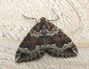 Attēlu rezultāti vaicājumam “Lampropteryx suffumata”