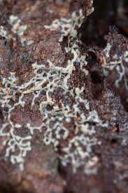 Attēlu rezultāti vaicājumam “Physarum diderma macro”