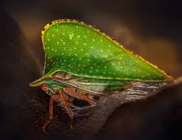 Attēlu rezultāti vaicājumam “Auchenorrhyncha”