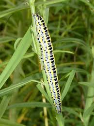 Attēlu rezultāti vaicājumam “Calophasia lunula larva”