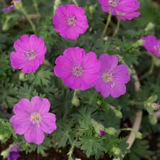 Attēlu rezultāti vaicājumam “Geranium sanguineum flower”