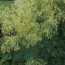Attēlu rezultāti vaicājumam “Thalictrum minus”